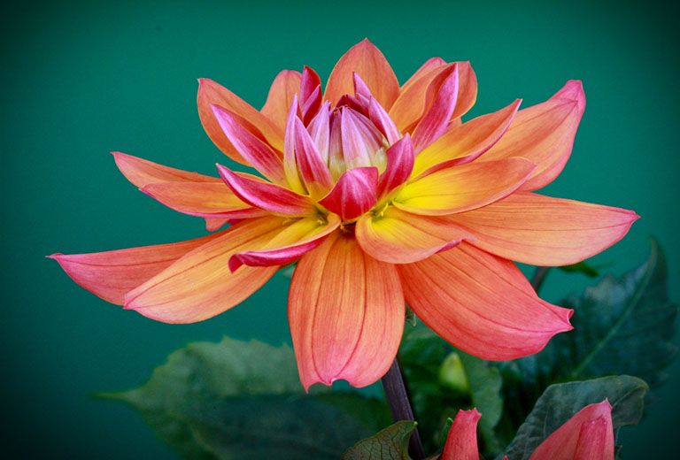 Orange dahlia on green (1 of 1)